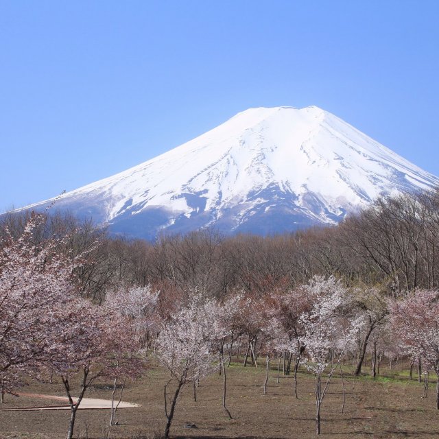 富士散策公園